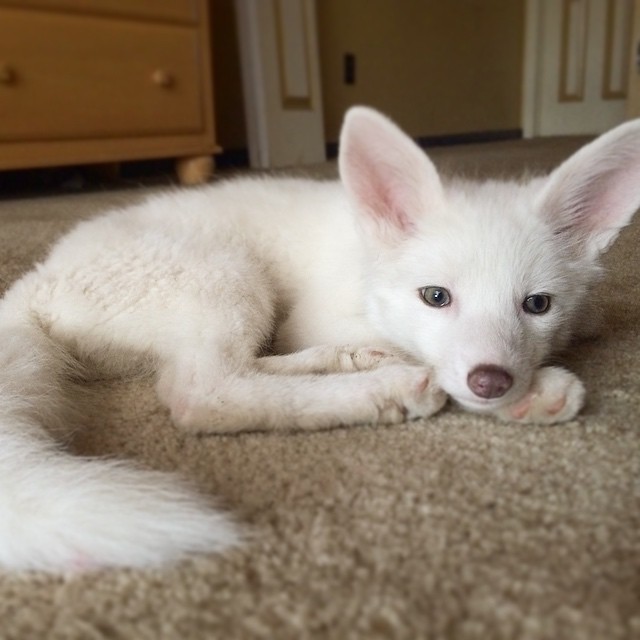 Adorable zorro blanco es la nueva estrella de Internet (7)