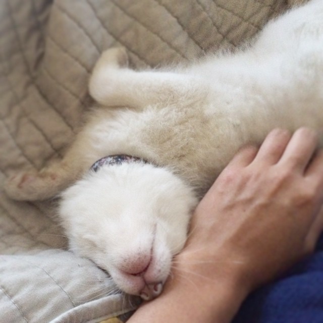 Adorable zorro blanco es la nueva estrella de Internet (9)