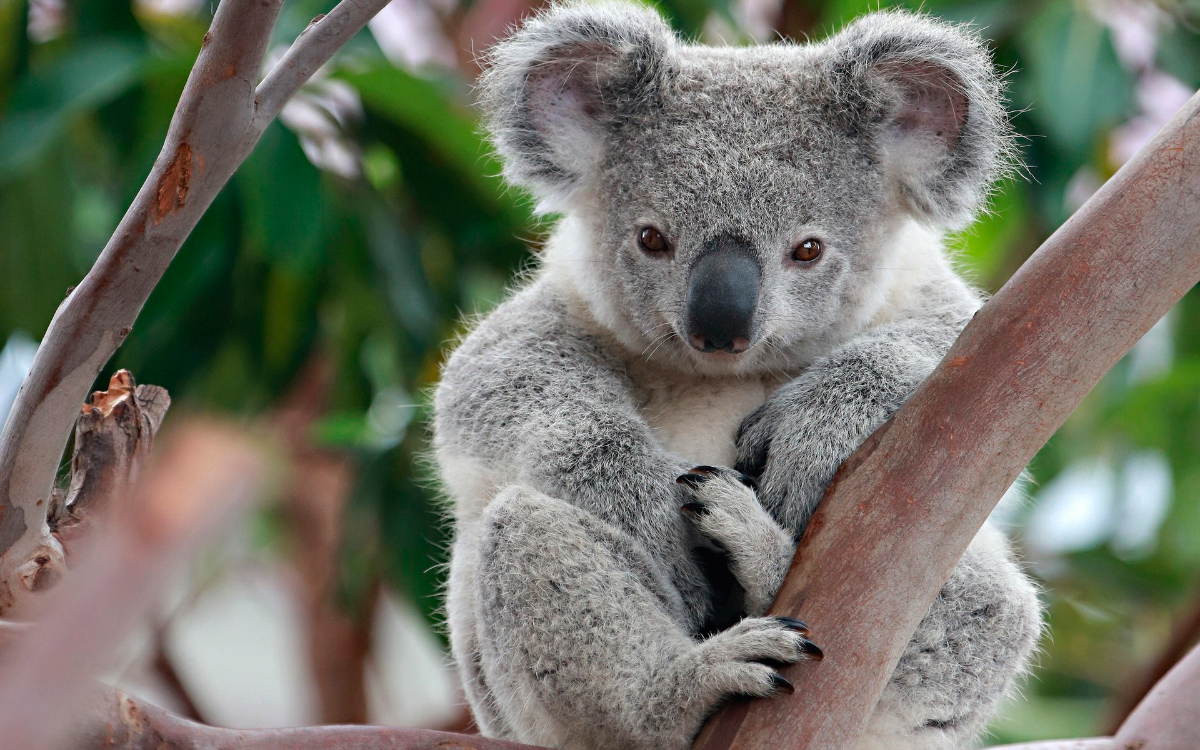 Animales bonitos en peligro de extinción, koala