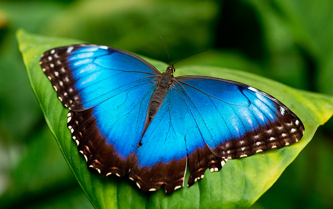 Animales bonitos en peligro de extinción, mariposa morpho azul