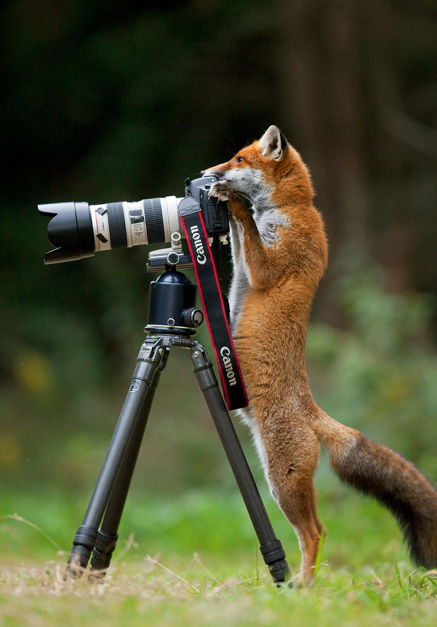 Animales que quieren ser fotografos (1)
