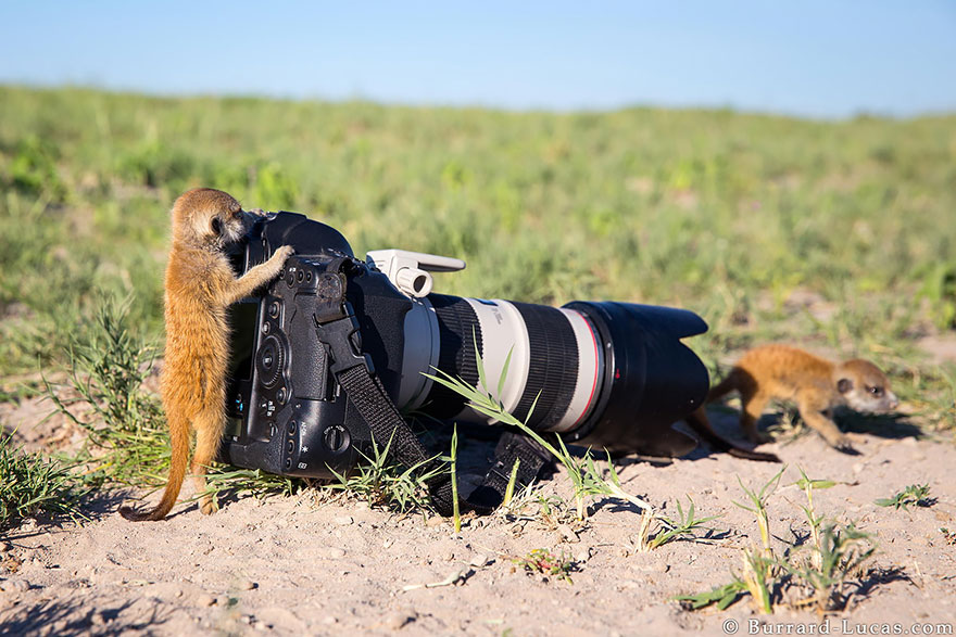 Animales que quieren ser fotografos (11)