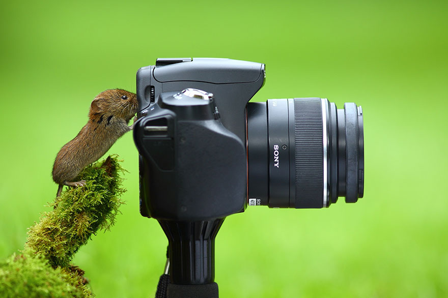 Animales que quieren ser fotografos (16)