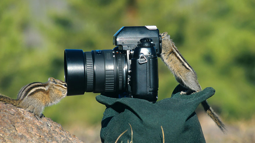 Animales que quieren ser fotografos (19)
