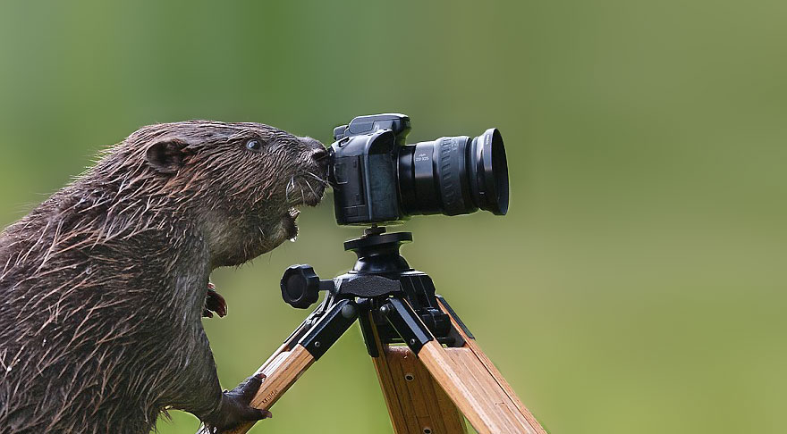 Animales que quieren ser fotografos (21)