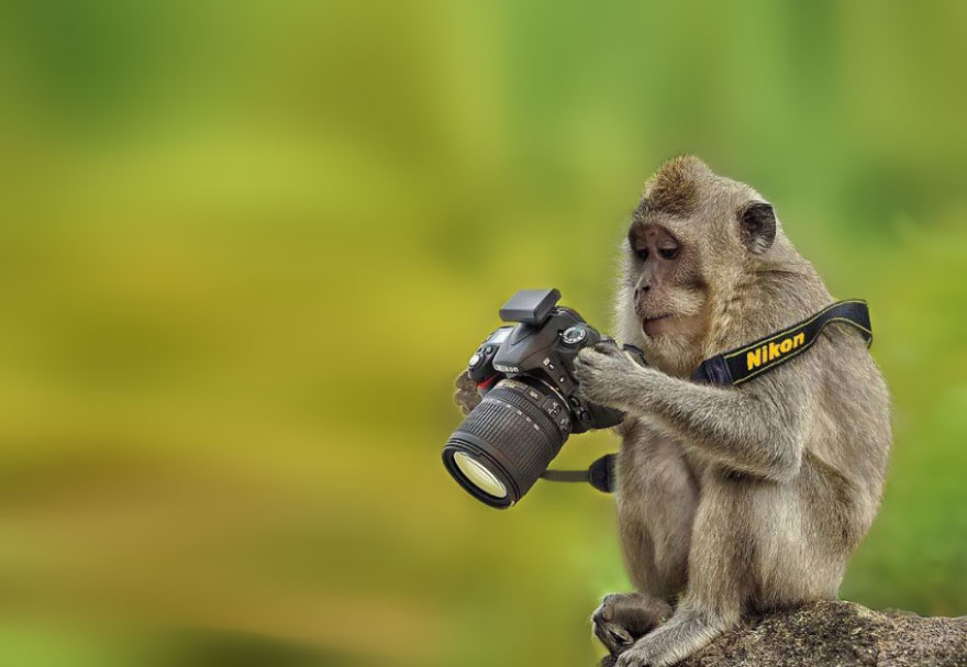 Animales que quieren ser fotografos (5)