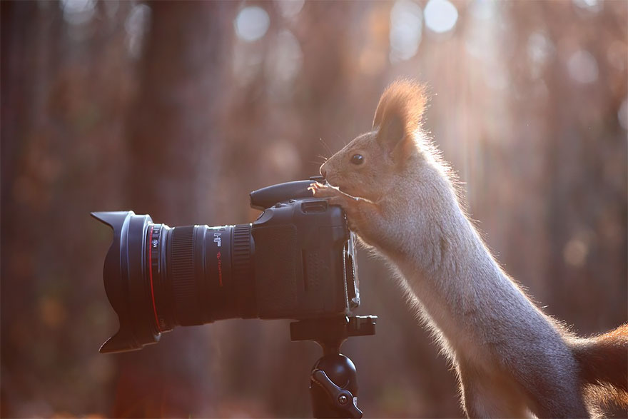 Animales que quieren ser fotografos (8)