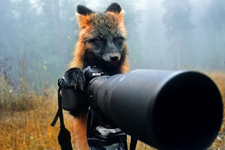 Animales que quieren ser fotografos (9)