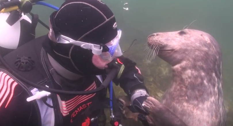 Buceador encuentra a una foca gris muy amistosa