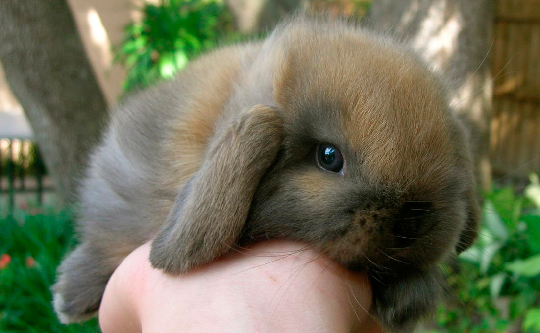 Conejo belier, el animal más bonito del mundo