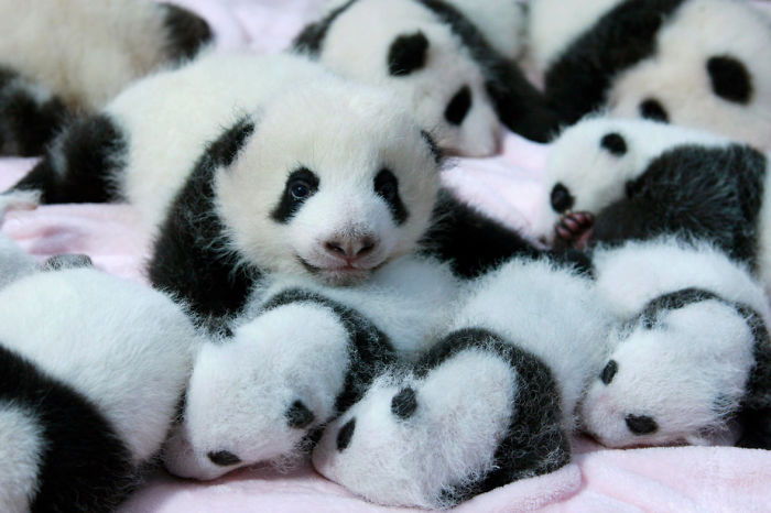 Giant panda cubs lie in a crib at Chengdu Research Base of Giant Panda Breeding in Chengdu