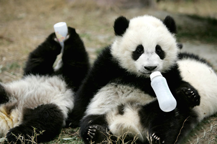 El paraiso de los osos panda existe (12)