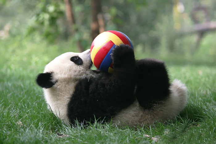 El paraiso de los osos panda existe (2)