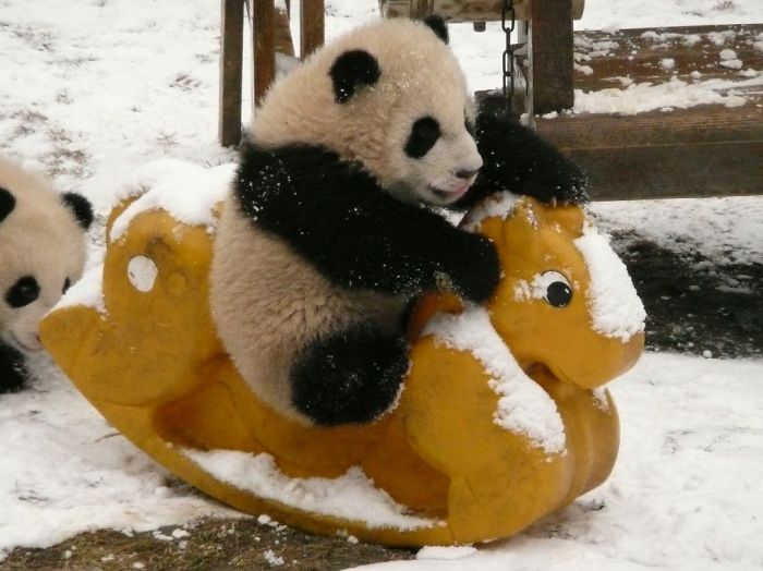El paraiso de los osos panda existe (4)
