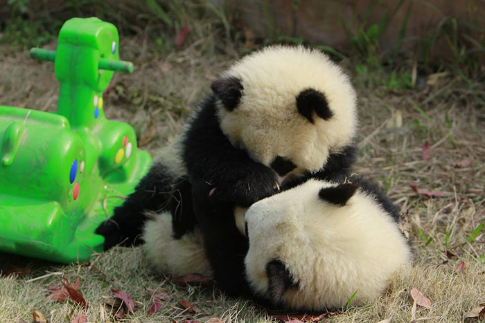 El paraiso de los osos panda existe (9)