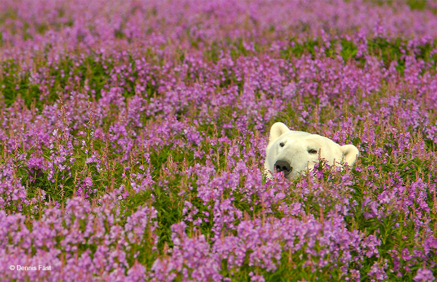 FotOgrafo capta a este oso polar jugando con las flores (1)