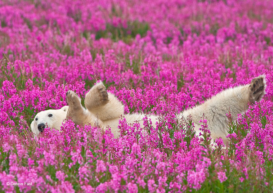 FotOgrafo capta a este oso polar jugando con las flores (10)