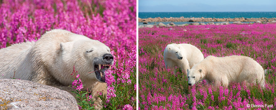 FotOgrafo capta a este oso polar jugando con las flores (2)