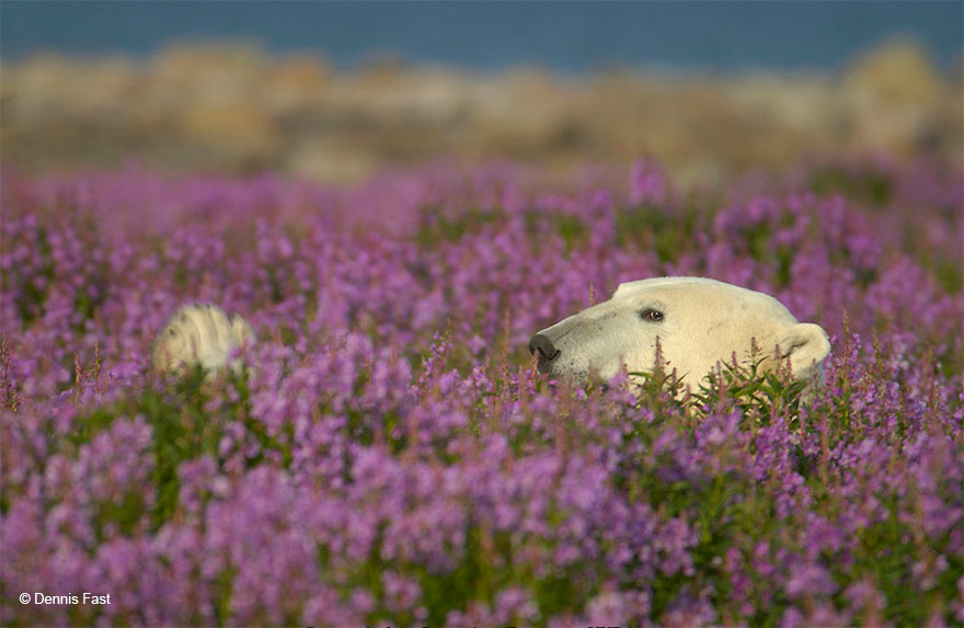 FotOgrafo capta a este oso polar jugando con las flores (3)