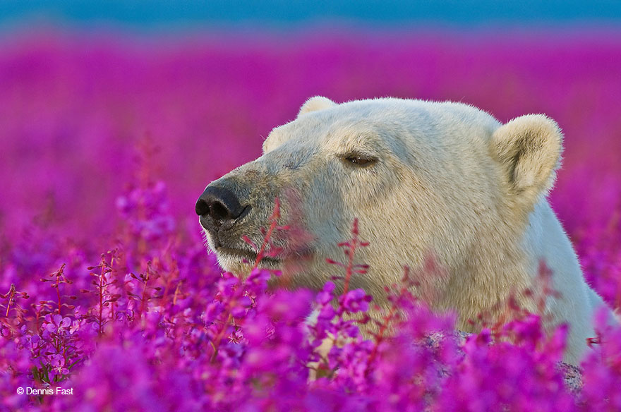 FotOgrafo capta a este oso polar jugando con las flores (5)