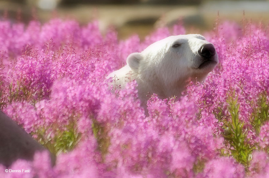 FotOgrafo capta a este oso polar jugando con las flores (6)