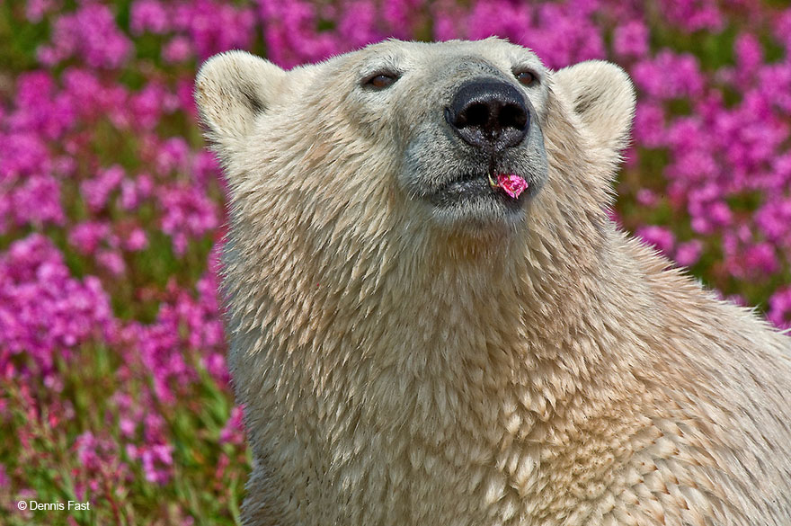 FotOgrafo capta a este oso polar jugando con las flores (7)