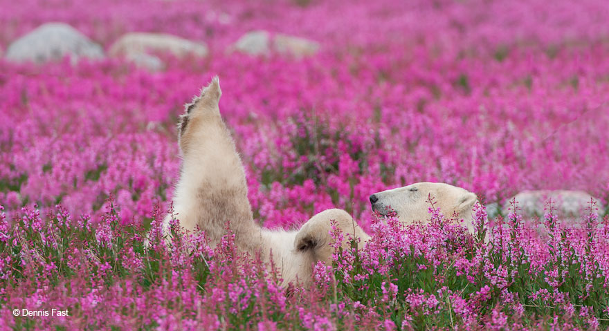 FotOgrafo capta a este oso polar jugando con las flores (9)