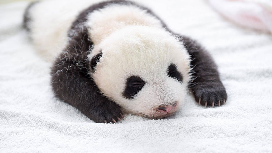 Fotos de pequenos osos panda recien nacidos (11)