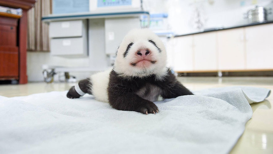 Fotos de pequenos osos panda recien nacidos (12)