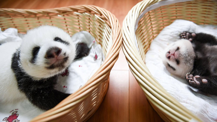 Fotos de pequenos osos panda recien nacidos (13)