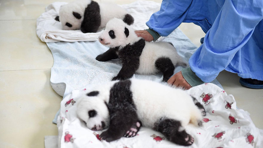 Fotos de pequenos osos panda recien nacidos (14)