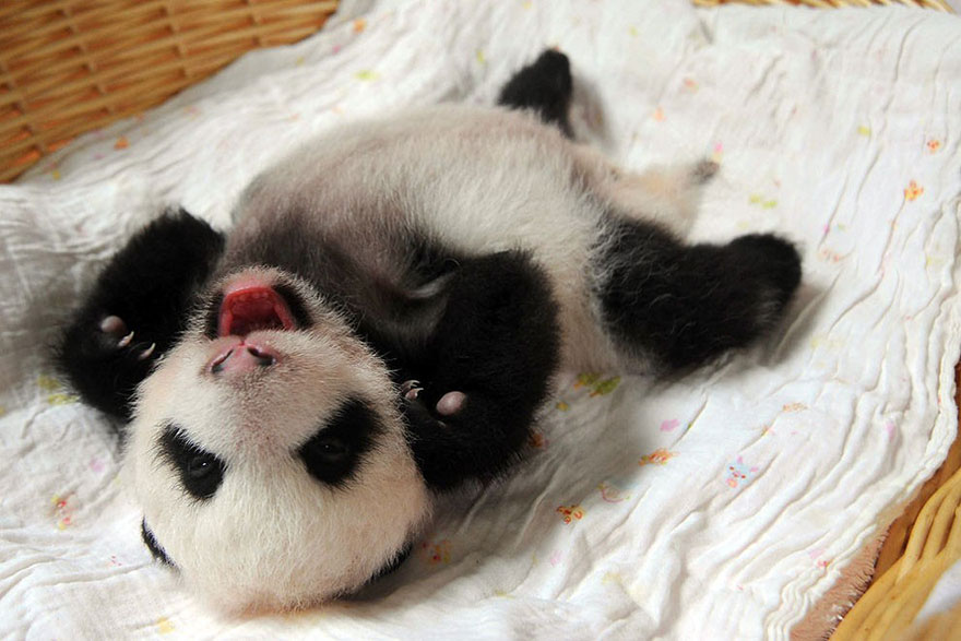 Fotos de pequenos osos panda recien nacidos (15)