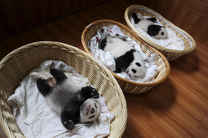 Fotos de pequenos osos panda recien nacidos (2)