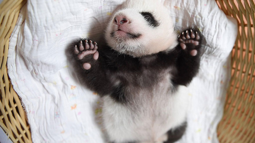 Fotos de pequenos osos panda recien nacidos (3)