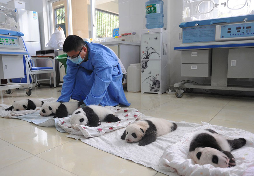 Fotos de pequenos osos panda recien nacidos (4)