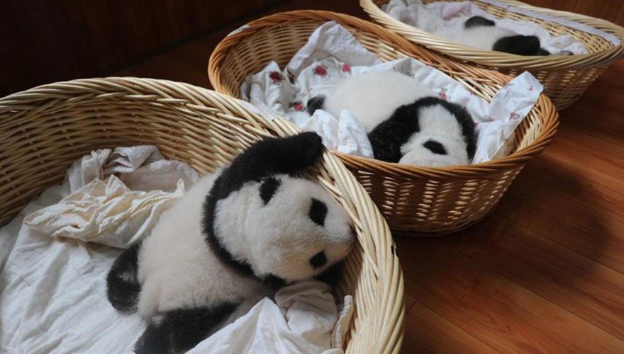 Fotos de pequenos osos panda recien nacidos (5)