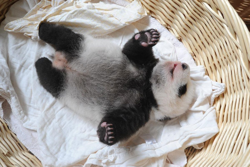 Fotos de pequenos osos panda recien nacidos (6)