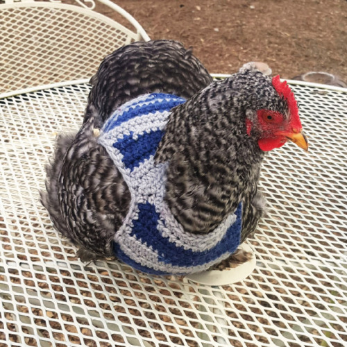 Gallos gallinas y pollos con jerseys (10)