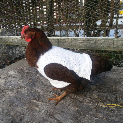 Gallos gallinas y pollos con jerseys (2)