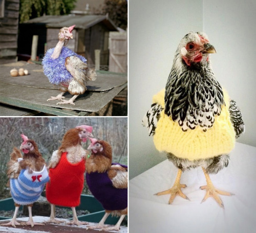 Gallos gallinas y pollos con jerseys (4)