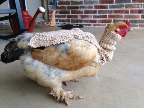 Gallos gallinas y pollos con jerseys (6)