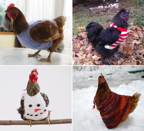 Gallos gallinas y pollos con jerseys (7)