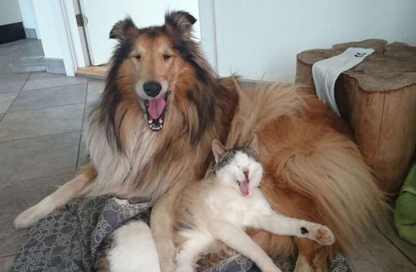 Gato y perro inseparables desde pequenos (1)
