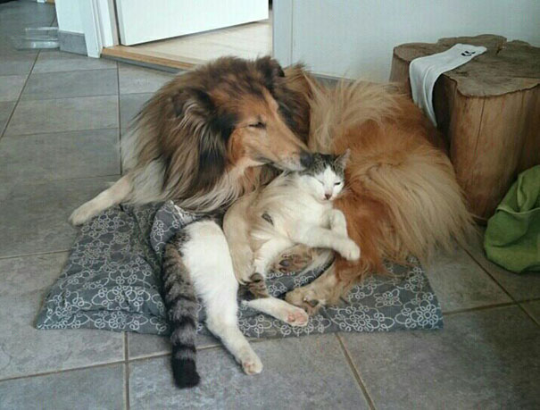 Gato y perro inseparables desde pequenos (2)
