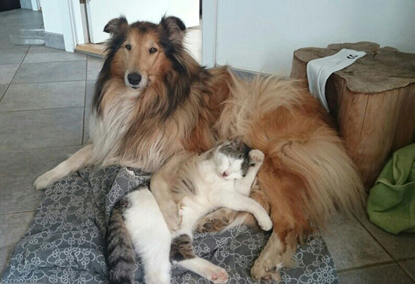 Gato y perro inseparables desde pequenos (4)