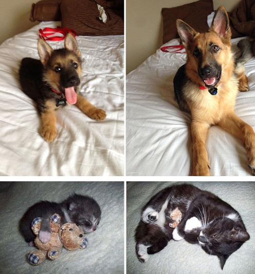 Mascotas antes y ahora (1)