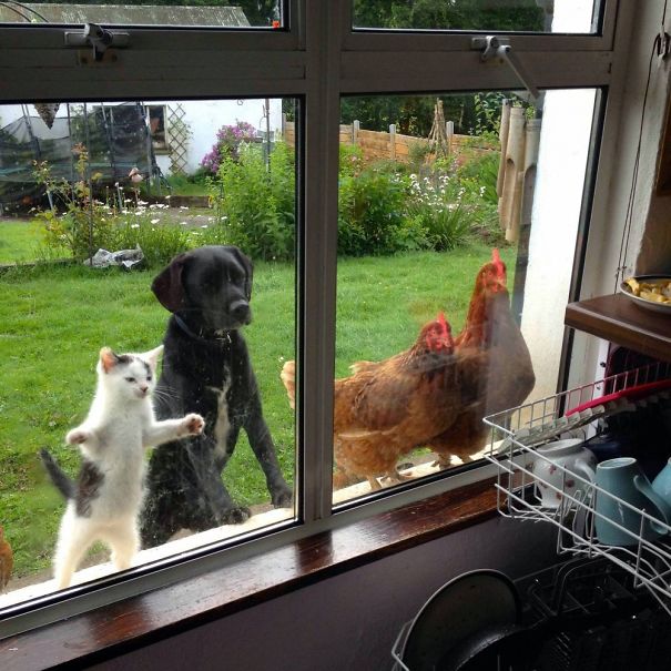 Mascotas que quieren entrar en casa (1)
