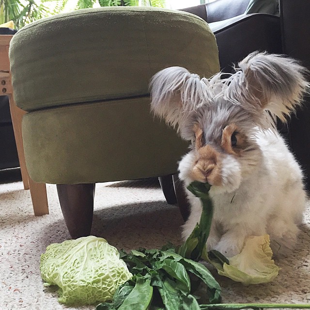 Meet Wally, el conejo con las orejas mas grandes (10)