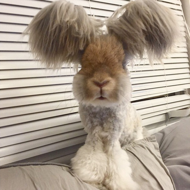 Meet Wally, el conejo con las orejas mas grandes (3)