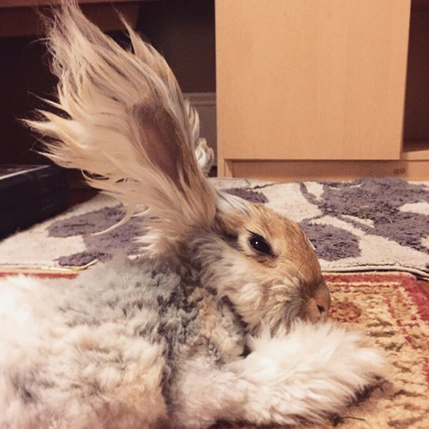 Meet Wally, el conejo con las orejas mas grandes (5)
